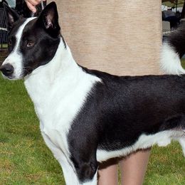 Parson Russell Terriers and Polish Lowland Sheepdogs from Stonebrook