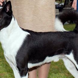Parson Russell Terriers and Polish Lowland Sheepdogs from Stonebrook