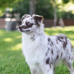 Levi - Miniature Australian Shepherd