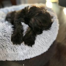 Companion Cross Puppies from Yorkies from the heart