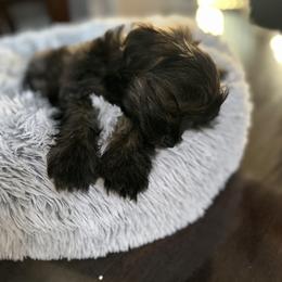 Companion Cross Puppies from Yorkies from the heart