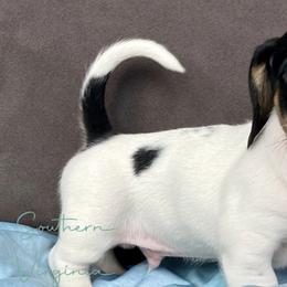 Dachshunds from Trinity Farm
