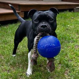 Staffordshire Bull Terrier All Grown Up from Equinox Staffords