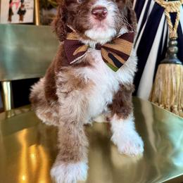 Green - Chocolate merle male Bernedoodle puppy in Curtice, Ohio from The Pink Doghouse