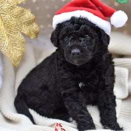 Woodstock - Black female Bordoodle puppy in Tillamook, Oregon from Oregon Bordoodles