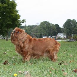Marlee - Cavalier King Charles Spaniel