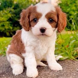 Daisy - Blenheim female Cavapoo puppy in Salt Lake City, Utah from SunnySide Mini Doodles