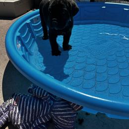Cane Corso Puppies from Willow’s Meadow