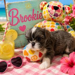 Brookie - Liver and white female Shih Tzu puppy in Bethpage, Tennessee from Tennessee's Treasured Shih Tzus