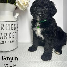 Sheepadoodle Puppies from Smokey Mountain Sheepadoodles