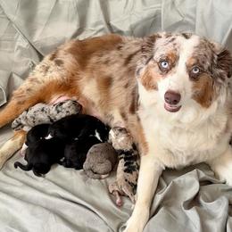 Aussiedoodles from Pawesome Pups Mini Aussie-Doodles