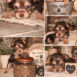 Little Tator Tot - Chocolate, tan and white male Yorkshire Terrier puppy in Dalton, Georgia from Southern Charm Precious Paws