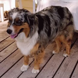 Dazzle - Australian Shepherd