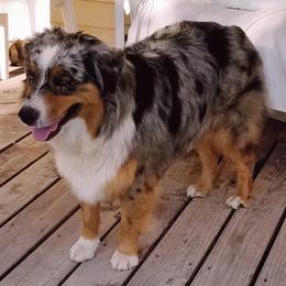 Dazzle - Australian Shepherd