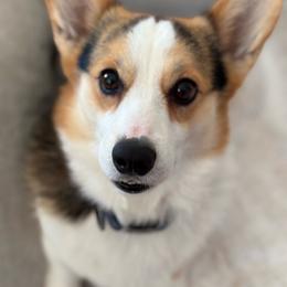 Murphy - Black and tan male Pembroke Welsh Corgi puppy in Washington from KB Corgis