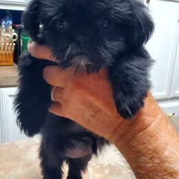 Escape - Black and white female Shih Tzu puppy in Crystal, Michigan from Hill Top shih-tzu