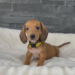 Yellow - Red female Dachshund puppy in Goodyear, Arizona from AZ Royal Doxies llc
