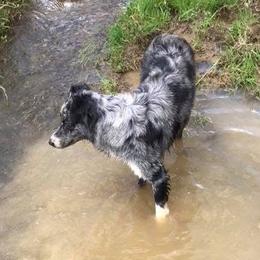 Australian Shepherds from Solis Performance Horses & Australian Shepherds