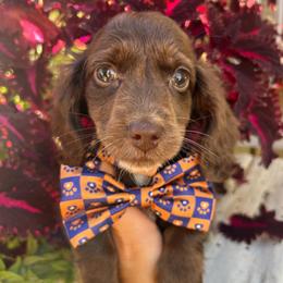 Hazel boy 3 - Chocolate male Dachshund puppy in Payette, Idaho from NT Mini Doxies