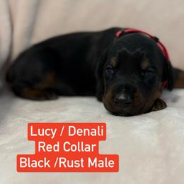 Red Collar - Black and rust male Doberman Pinscher puppy in Lake City, Florida from Paintedcrazy Doberman Pinchers