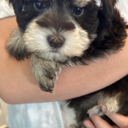 Miniature Schnauzer Puppies from Beards N Bows Mini Schnauzers