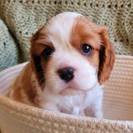 Cavalier King Charles Spaniel Puppies from Faithful Friends Cavaliers
