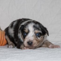 Robert Plant - Blue merle male Australian Shepherd puppy in Bristol, New Hampshire from NewFound Lake Aussies
