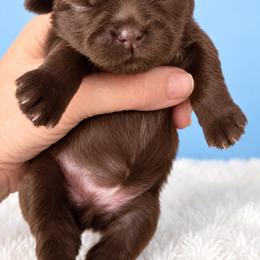 Brewer - Chocolate male Shih Tzu puppy in Tallahassee, Florida from Bows and Bow Ties