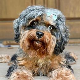 London - Cavapoo