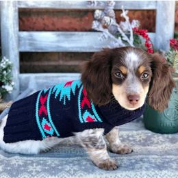 Australian Shepherds, Dachshunds, and Miniature Australian Shepherds from Outlaw Aussies & Doxies