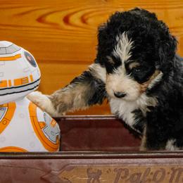 Jyn - Tri-color female Bernedoodle puppy in Springfield, Missouri from Doodle Dandy Bernedoodles