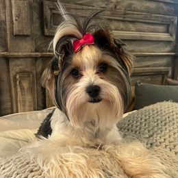 Sadie - Yorkshire Terrier