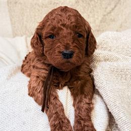 Boy 4 - Red  male Goldendoodle puppy in Sacramento, California from Poodle Lovers