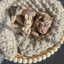 Goldendoodle Puppies from Liberty Creek Farms