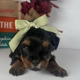 Little girl - Black and tan female Yorkshire Terrier puppy in Dahalonega, Georgia from C. D. K