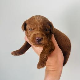 Ruby - Red  female Goldendoodle puppy in Auburn, Indiana from Martin’s Doodles