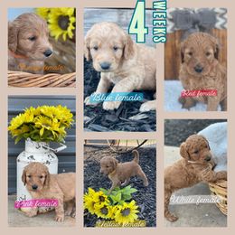 Border Collie and Goldendoodle Puppies from That’s My Doodle