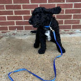 Jack - Black male Goldendoodle puppy in Water Valley, Mississippi from Olympian Doodles