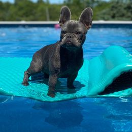 French Bulldog Puppies from Bleu Rock French Bulldogs