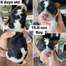 Boy 1 - Tri-color male Cavapoo puppy in Mc Connellsburg, Pennsylvania from Mumma’s Standard Poodles