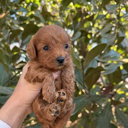 Cavapoo puppies from VitPom Puppies