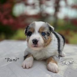 Rani (Raw-Nee) - Blue merle female Miniature Australian Shepherd puppy in Vinemont, Alabama from Cotton Country Kennels