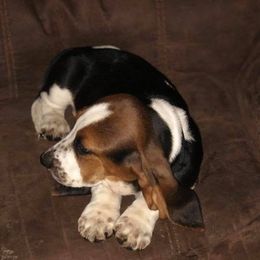 Basset Hounds from Manning’s Basset Hounds