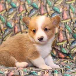 Boy 2 - Red male Pembroke Welsh Corgi puppy in Karnack, Texas from Sureshot Corgis