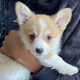 Tucker - Red male Pembroke Welsh Corgi puppy in Urbana, Ohio from Edgewood Farm and Kennel