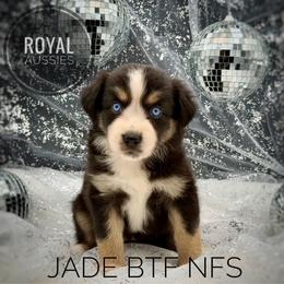 Jade - Black tri-color female Australian Shepherd puppy in Petersburg, Indiana from Royal Aussie’s