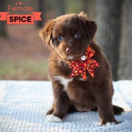 Spice - Red & white Australian Shepherd puppy in Coldwater, Michigan from Northern Star Australian Shepherds