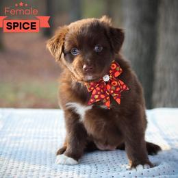 Spice - Red & white Australian Shepherd puppy in Coldwater, Michigan from Northern Star Australian Shepherds