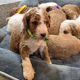 Girl 5 - Red  female Goldendoodle puppy in Sugarcreek, Ohio from True Hearted Doodles