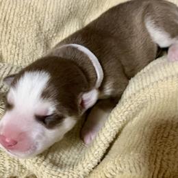 Siberian Husky Puppies from TRUHUSKY SIBERIANS